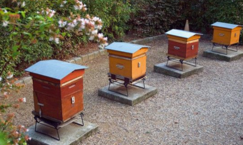 BEE FARM