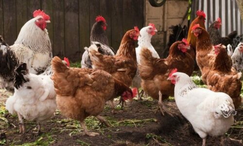 FREE RANGE CHICKENS