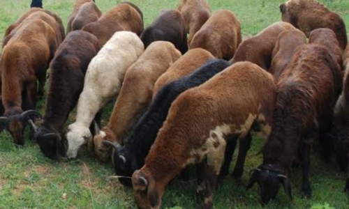 SHEEP FARM